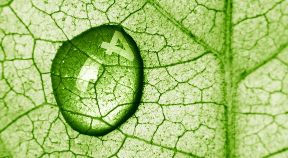 Drop of water on leaf