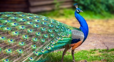 Peacock